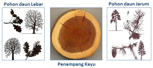 ciri fisik pohon kayu :
- Pohon daun Lebar
- Pohon daun Jarum
- Penampang Kayu